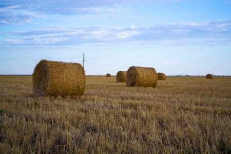 process of harvesting of agricultural fields in autumn
