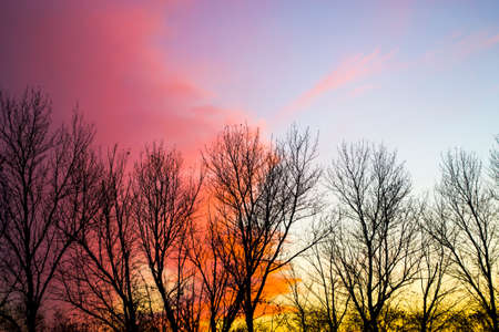Orange sunset sky with tree silhouetteの写真素材