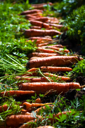 Freshly dug carrots lie in rows on the farmers ogrod.