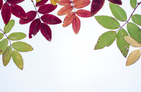 Autumn composition of leaves on a white background. Concept copy space.