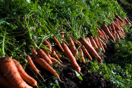Harvested carrots on vegetable garden bedの写真素材