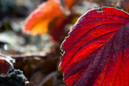 Autumn leaves covered with frost, frost. Close-up leaves with small ice floes.