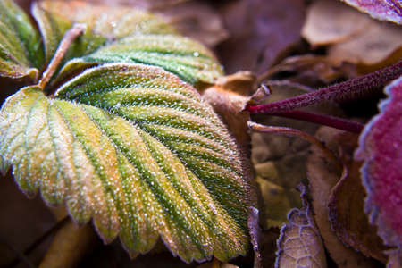 Autumn leaves covered with frost, frost. Close-up leaves with small ice floes.の写真素材