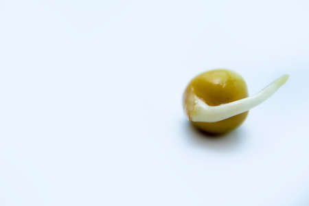 Sprouted peas on a white background.の写真素材