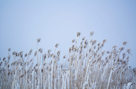 the reeds flowing in the wind on a winter day