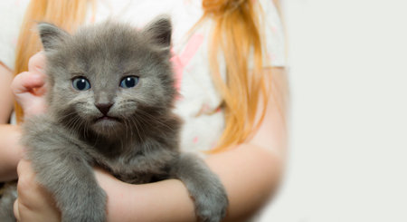 A girl holds a kitten, a stray kitten found by a girl and sheltered.の写真素材