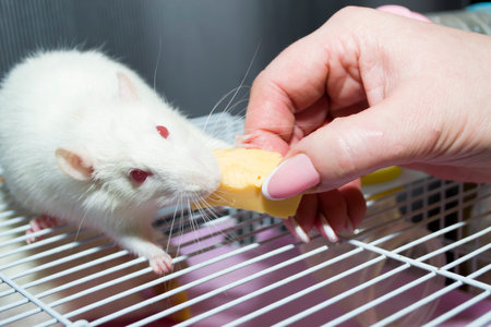 A white domestic rat eats a piece of cheese from his hand.の写真素材