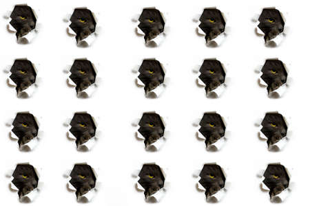 The pattern of the cat peeks out into the holes on the white background.の写真素材