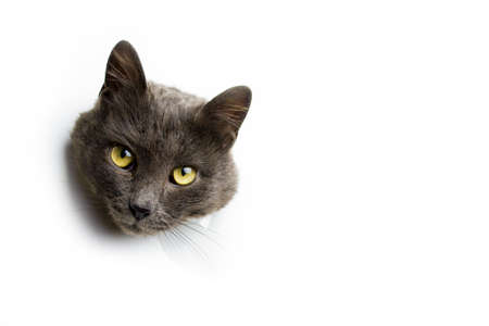 The head of a gray cat on a white background.の写真素材