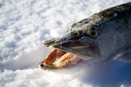 Freshly caught pike lie on the white snow.