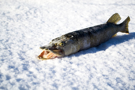 Freshly caught pike lie on the white snow.の写真素材