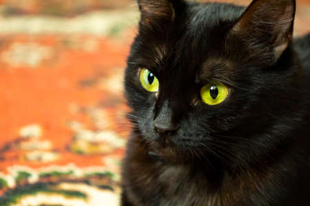 Close-up of a black cat. Domestic cat.の写真素材