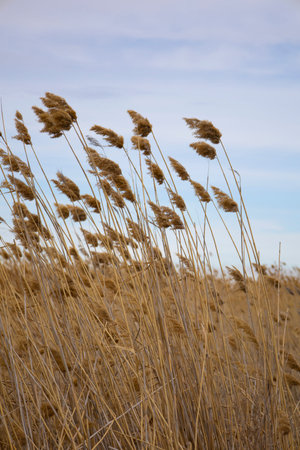 Dry plant reeds on lake, against blue sky, natural background. Environment, solace in nature,...