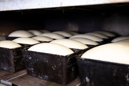The dough laid for the bread is suitable and ready for baking.の写真素材