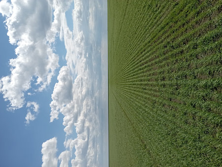 Shoots in the wheat field, future harvest.