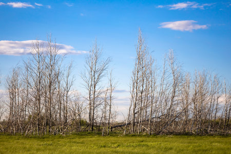 Withered trees are not cut down. Ecology.の写真素材
