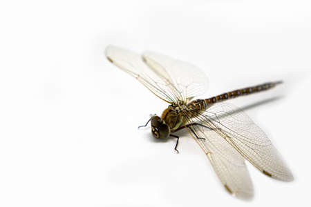 dragonfly isolated on a white backgroundの写真素材