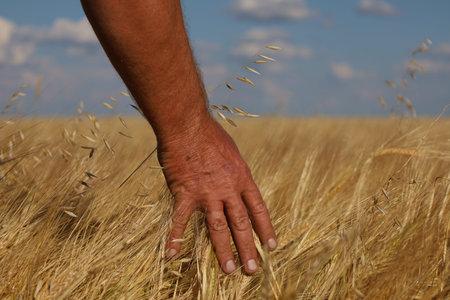 The agronomists hands on the background of barley, grew a crop.