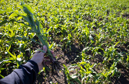 In hand corn, inspection of the root system of corn.の写真素材