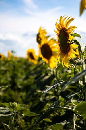 Sunflower field landscape close upの写真素材