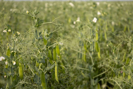 Beautiful close-up of green fresh peas and pea pods. Healthy food. Selective focus on fresh bright green pea pods on plants. Growing peas outdoors and blurred background.の写真素材