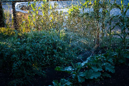 watering the garden automatically, eating non-GMO.の写真素材