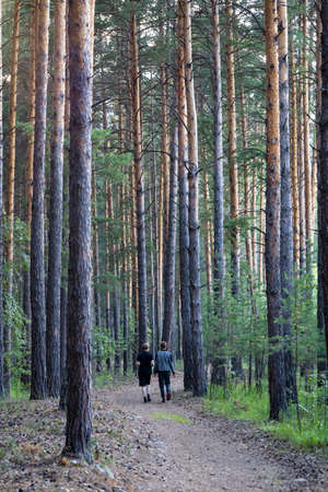 Trail in a dark pine forest on the slopes of the mountain.の写真素材