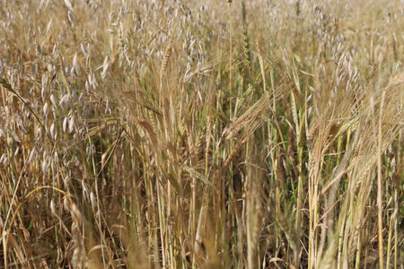 A field of different varieties of oats and barley.の写真素材