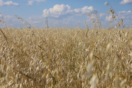 A field of different varieties of oats and barley.の写真素材