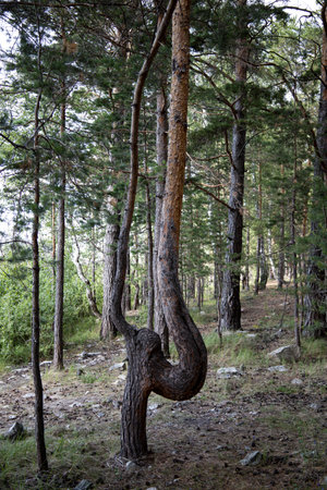 Trail in a dark pine forest on the slopes of the mountain.の写真素材