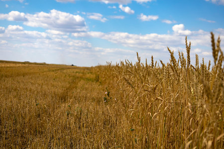 Yellow wheat fields, harvest time.の写真素材