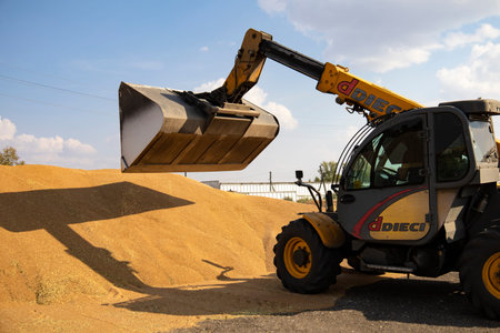 Loader bucket loading grain close up. Big heap of grain corn in a warehouse at food...