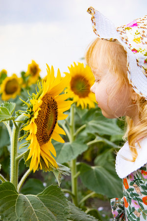 A girl sniffs a sunflower in a field. High quality photoの写真素材