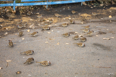 Sparrows on the asphalt peck at wheat grains. High quality photoの写真素材
