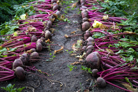 Excavated beets on a farmers bed. High quality photoの写真素材