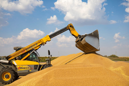 Loader bucket loading grain close up. Big heap of grain corn in a warehouse at food...