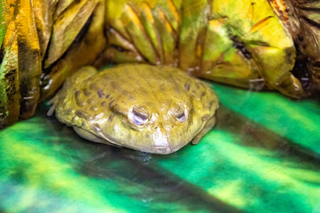 Frog in dense grasses,closeup shot,wet skin. High quality photo