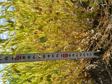 Lentils in the field, measuring the height of lentils. High quality photoの写真素材