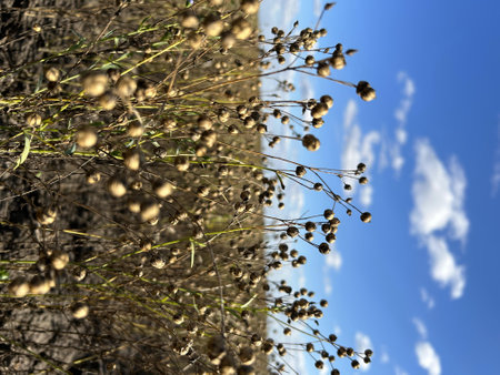 A variety of flowers are blooming on a grassy hill under a bright blue sky, creating a beautiful natural landscapeの写真素材