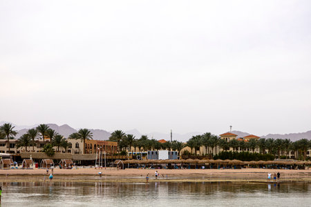 Picture a sunny beach featuring tall palm trees swaying gently, with modern buildings lining the horizon and a shimmering body of water shimmering in the forefrontの写真素材
