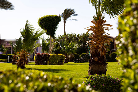 A beautifully lush and green park filled with tall palm trees and vibrant bushes, creating a stunning natural landscapeの写真素材