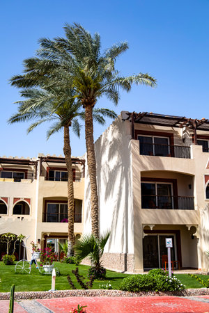 In front of a certain building, there is a beautiful palm tree that adds a tropical vibe to the urban setting, creating a serene atmosphereの写真素材