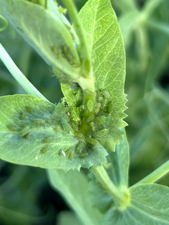 A detailed close up view of a vibrant green plant that unfortunately has a number of aphids located...