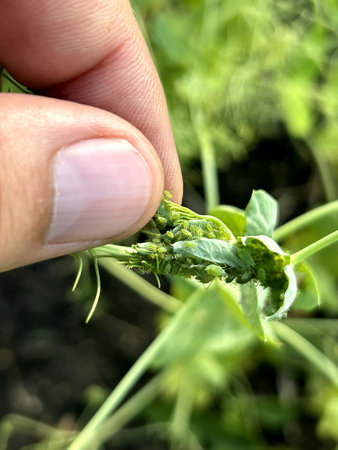 A person is gently holding a vibrant green plant in their hand, showcasing the fine details of its leaves and stemの写真素材