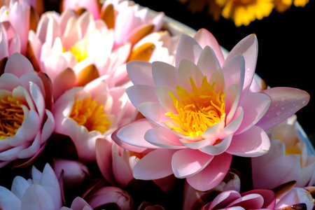 Pink lotuses close-up.