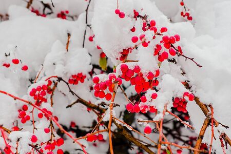 Red berries of hawthorn on the branches of a tree covered with sparkling snow.の写真素材