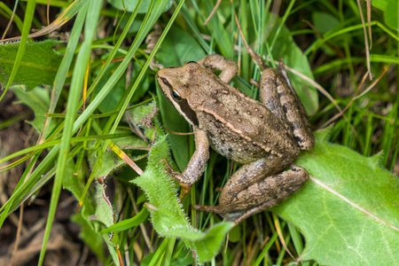 Brown frog sitting in the grass, close-up.