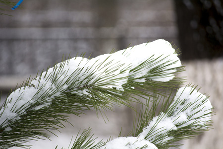 Spruce pawの写真素材