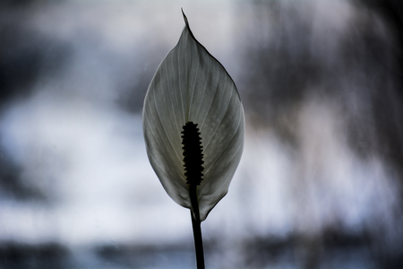 flower in the darkの写真素材