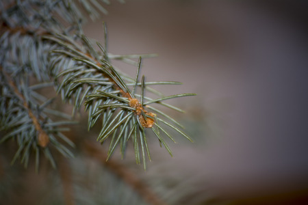 Fir Branchesの写真素材